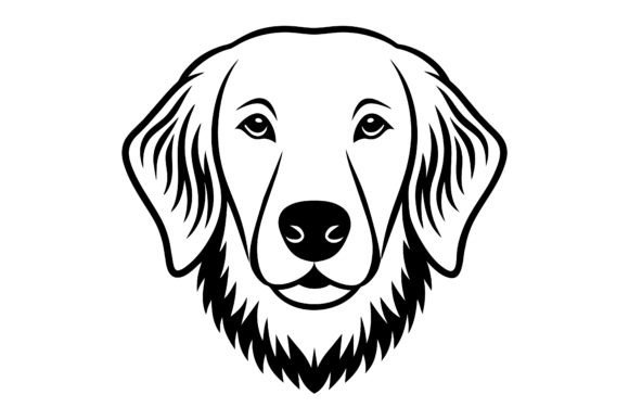 An Exhibition Golden Retriever Looks